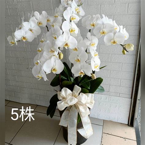 白 蘭花